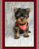 Йорка миниатюрный мальчик