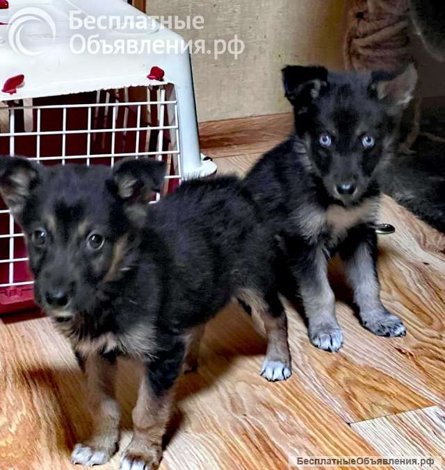 Мини хаски в дар