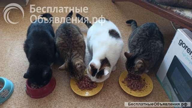 Кошки в добрые руки