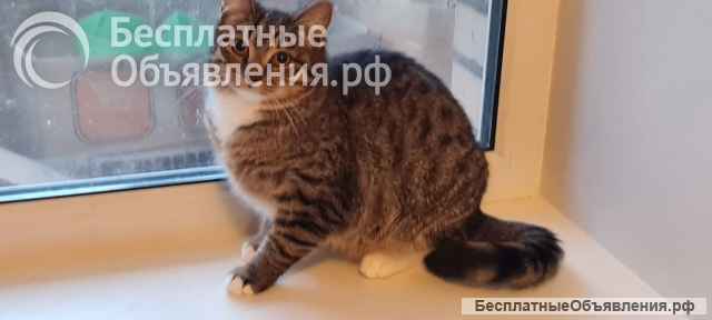 Кошки в добрые руки