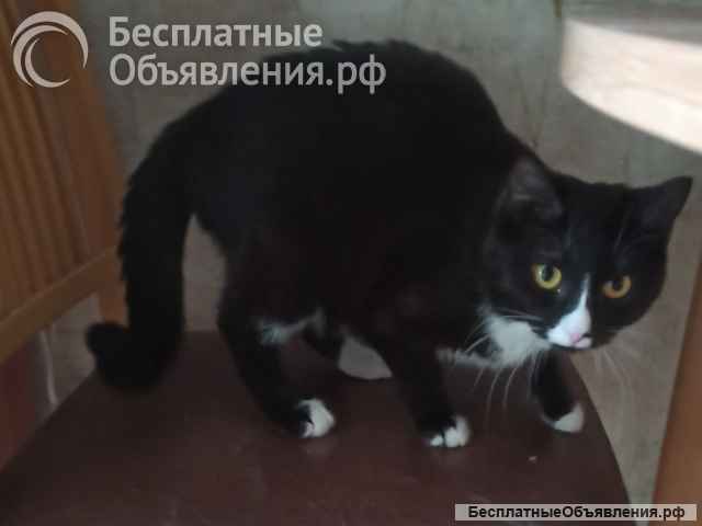 Кошки в добрые руки