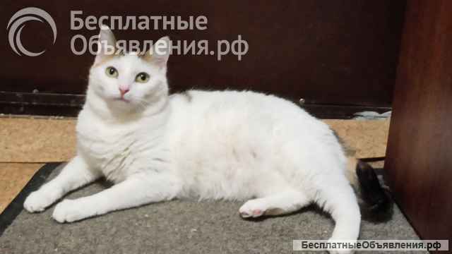 Кошки в добрые руки