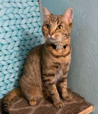 Полосатая красавица Варя, молодая домашняя кошечка в добрые руки