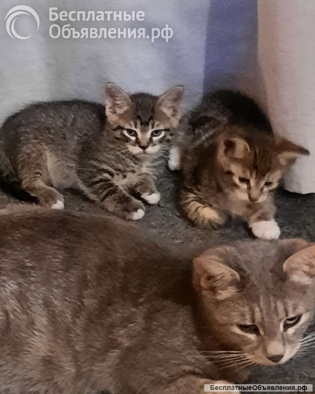Котята