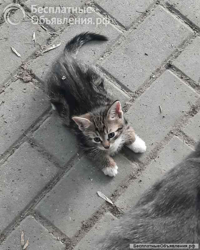 Котята
