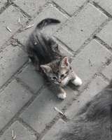 Котята