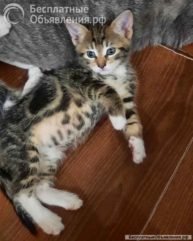 Котята