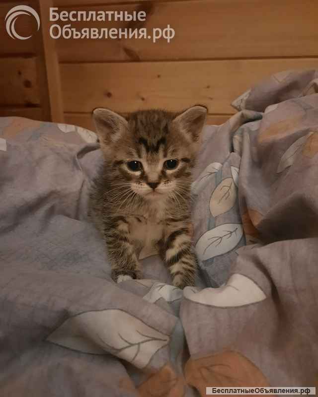 Котята
