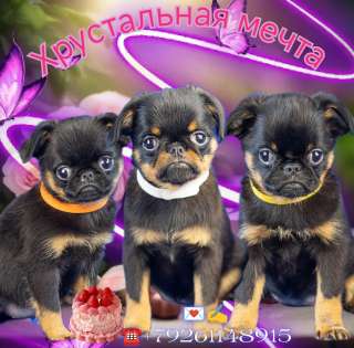 Купить щенка пти брабансона можно у нас. Май 2024