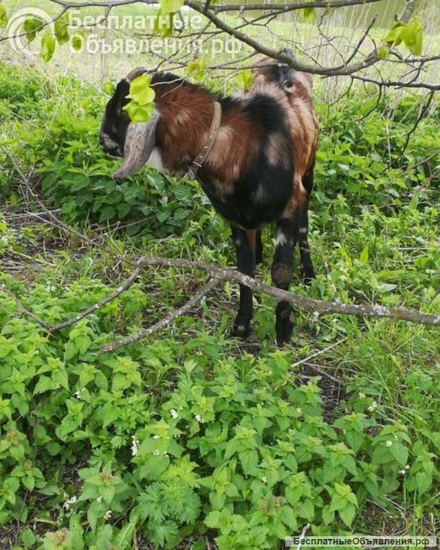 Козел на огул