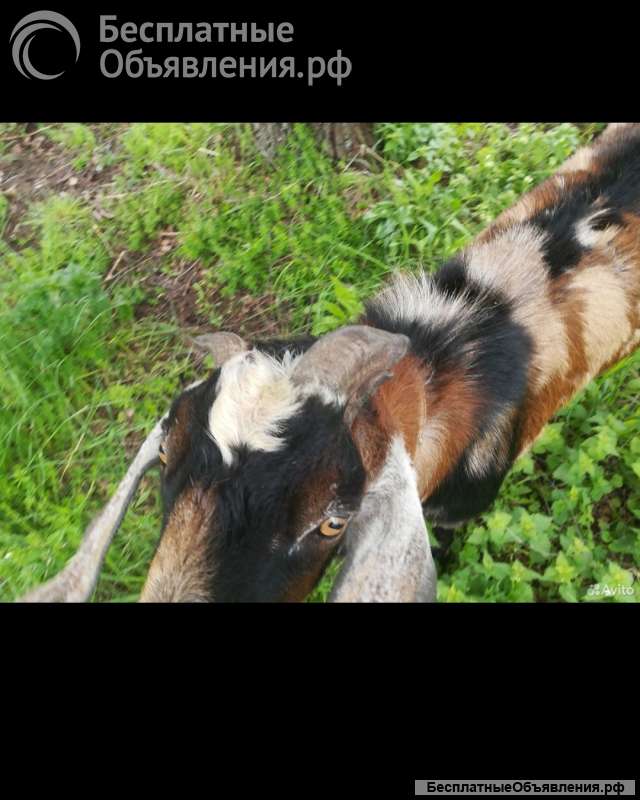 Козел на огул