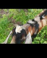 Козел на огул