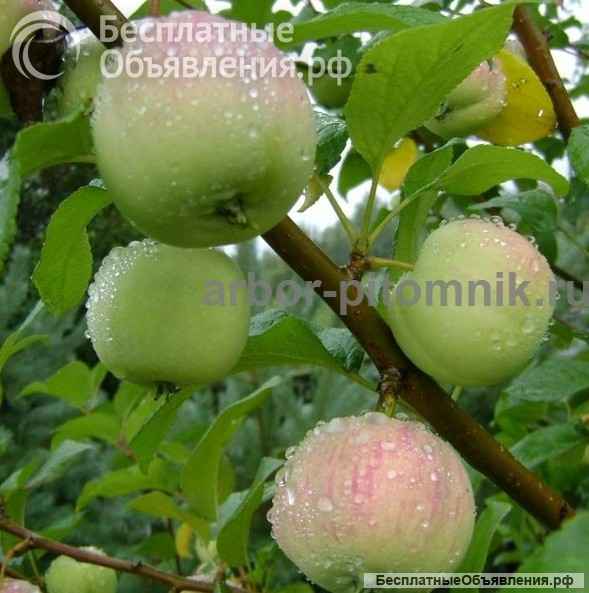 Саженцы яблони из питомника, с доставкой и посадкой по низкой цене