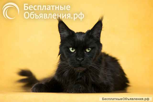 Мейн-кун Шер ищет дом