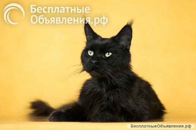 Мейн-кун Шер ищет дом