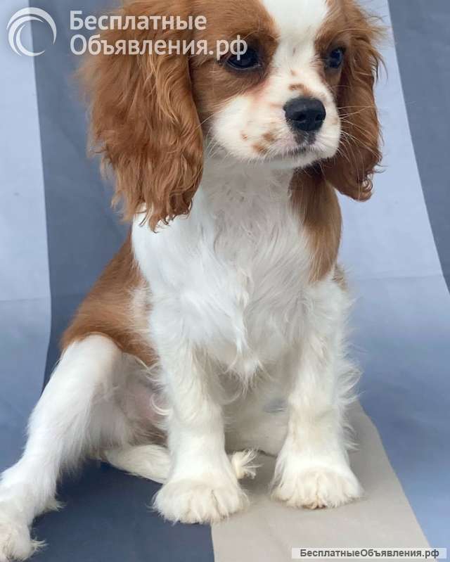 Кавалер кинг Чарльз спаниель девочки бленхейм