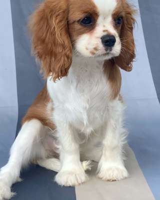 Кавалер кинг Чарльз спаниель девочки бленхейм