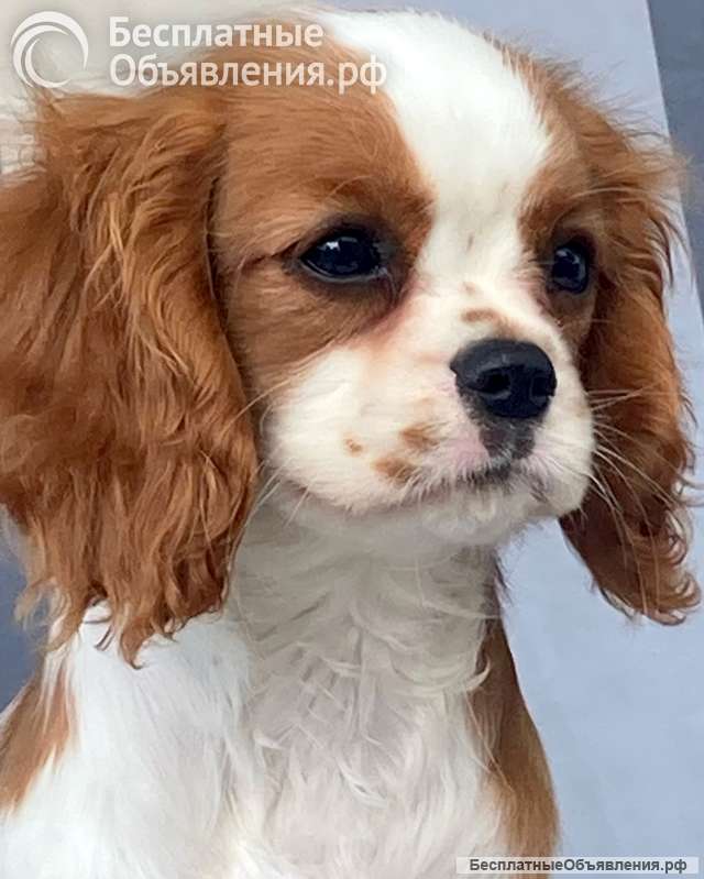 Кавалер кинг Чарльз спаниель девочки бленхейм