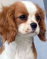 Кавалер кинг Чарльз спаниель девочки бленхейм