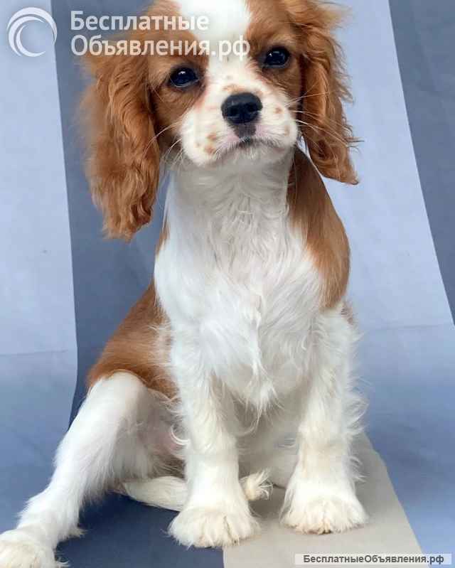 Кавалер кинг Чарльз спаниель девочки бленхейм