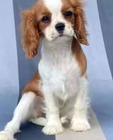 Кавалер кинг Чарльз спаниель девочки бленхейм