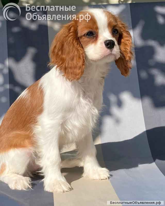 Кавалер кинг Чарльз спаниель девочки бленхейм