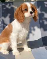 Кавалер кинг Чарльз спаниель девочки бленхейм