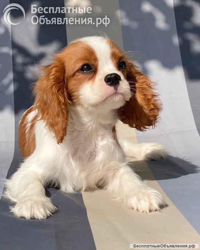 Кавалер кинг Чарльз спаниель девочки бленхейм