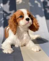 Кавалер кинг Чарльз спаниель девочки бленхейм