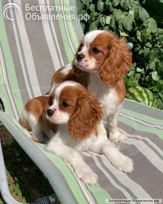 Кавалер кинг Чарльз спаниель девочки бленхейм