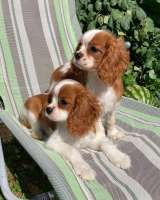 Кавалер кинг Чарльз спаниель девочки бленхейм