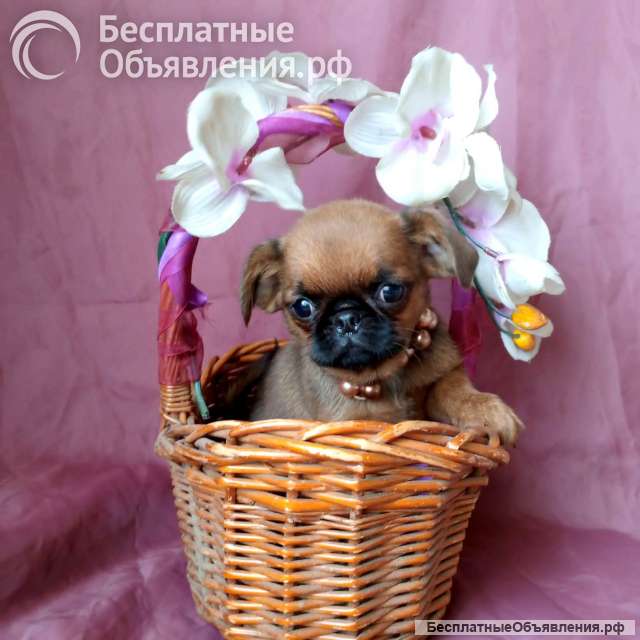 Пти-брабансон девочка 3 мес