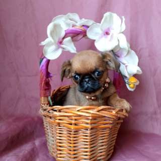 Пти-брабансон девочка 3 мес