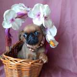 Пти-брабансон девочка 3 мес