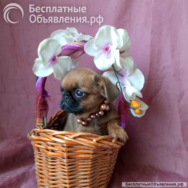 Пти-брабансон девочка 3 мес