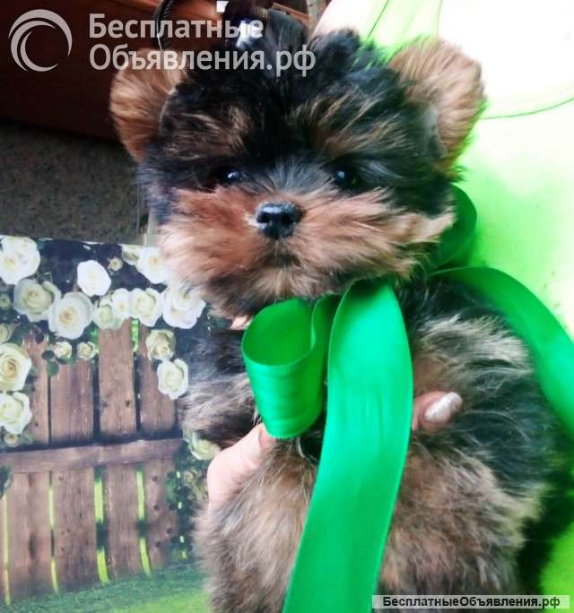 Мини девочка йорка