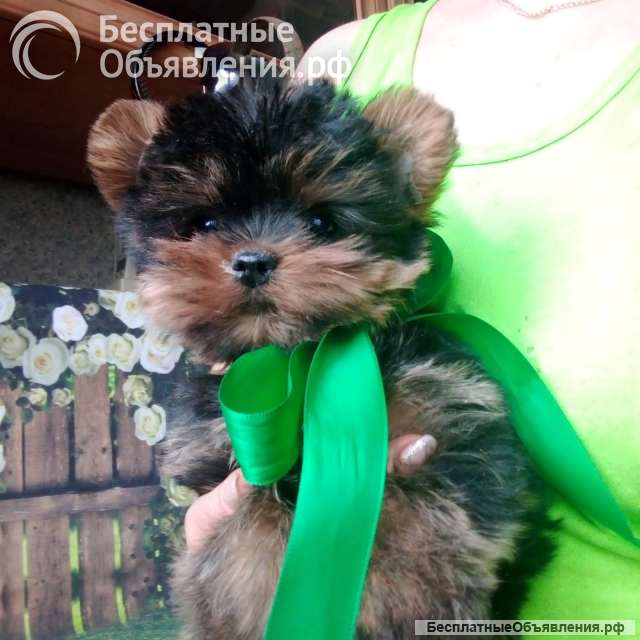 Мини девочка йорка