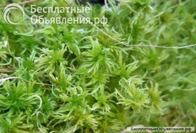Мох сфагум свежий, живой, зеленый