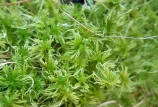 Мох сфагум свежий, живой, зеленый