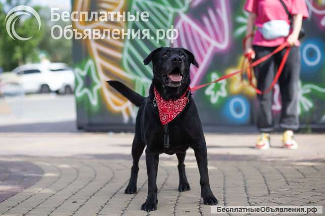 Дружелюбный Неро ищет дом и семью