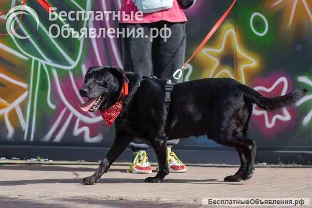 Дружелюбный Неро ищет дом и семью