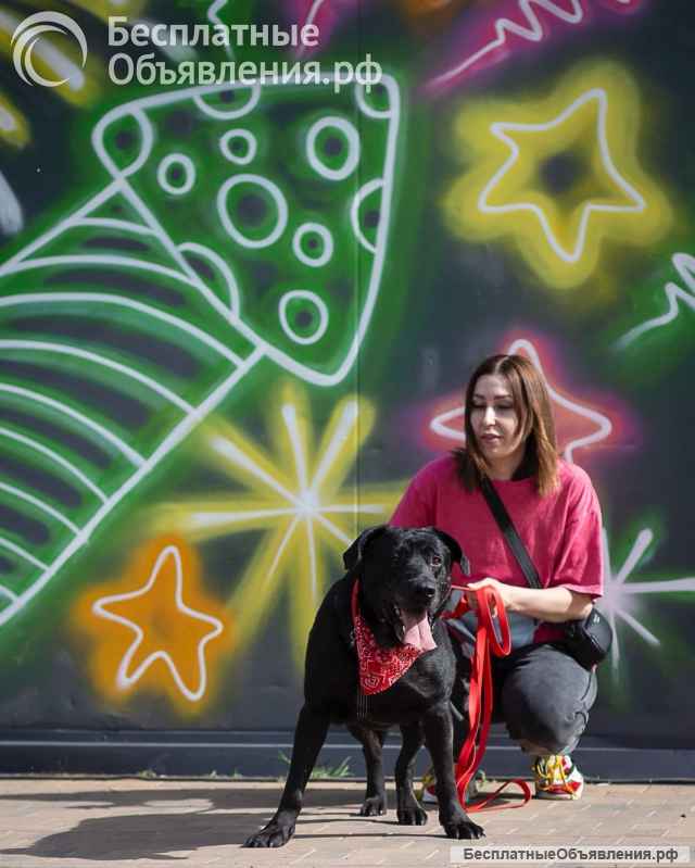 Дружелюбный Неро ищет дом и семью