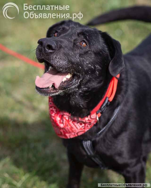 Дружелюбный Неро ищет дом и семью