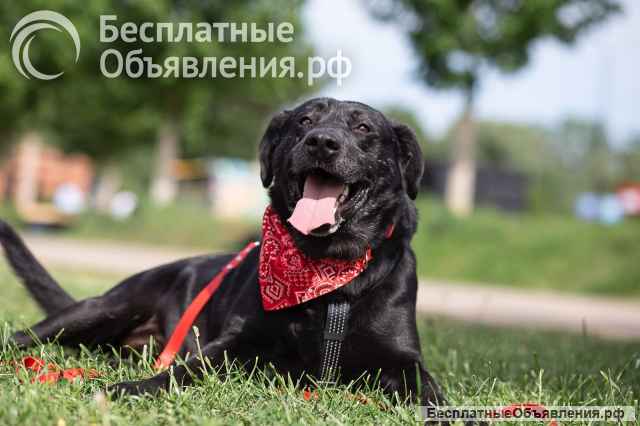 Дружелюбный Неро ищет дом и семью