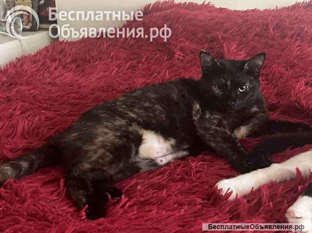 Добрый и ласковый котик Маркиз ищет дом