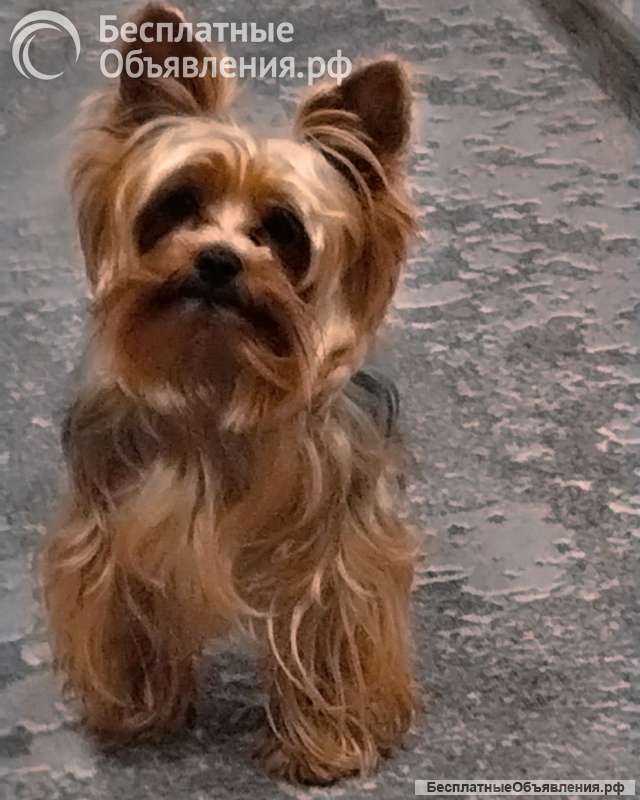 Мальчик ищет невесту