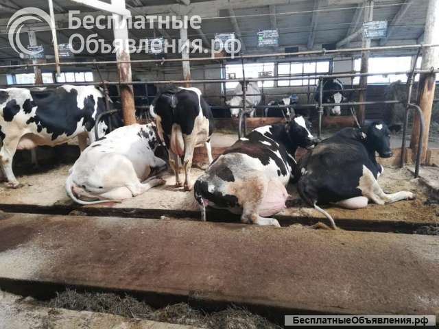 Телки Нетели племенные чистопородные