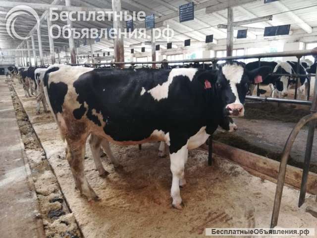 Телки Нетели племенные чистопородные