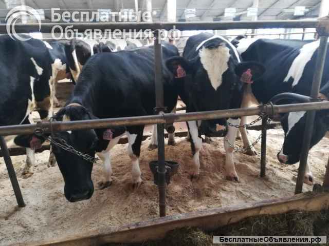 Телки Нетели племенные чистопородные