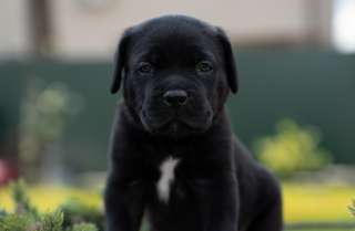 Высокопородные щенки Итальянские Кане-Корсо